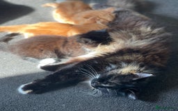 Mixed Breed cats for sale: 4 x kittens  - Image 5