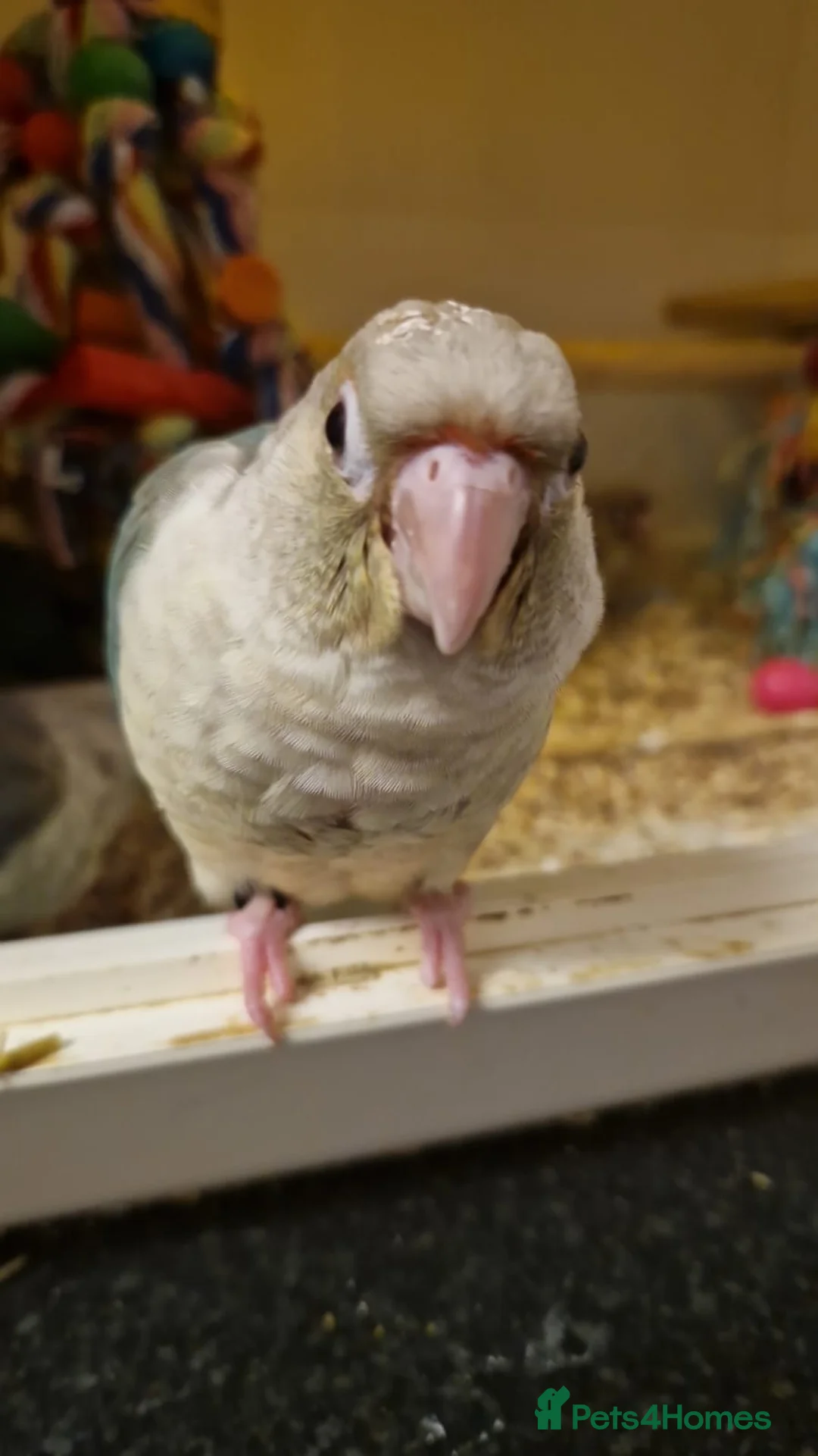 Gallery Image {{count}}