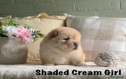 Chow Chow dogs for sale: 🌟Quality Chow Chow Puppies-ChampionLines🌟 - Image 13
