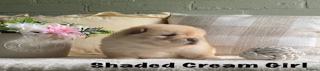 Chow Chow Puppy 3