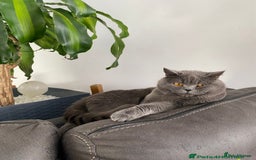 British Shorthair cats for sale: Baby British short hair  - Image 4