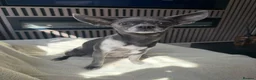 Chihuahua dogs for sale: 7 Adorable Chihuahua puppies ready 19th July - Advert 2