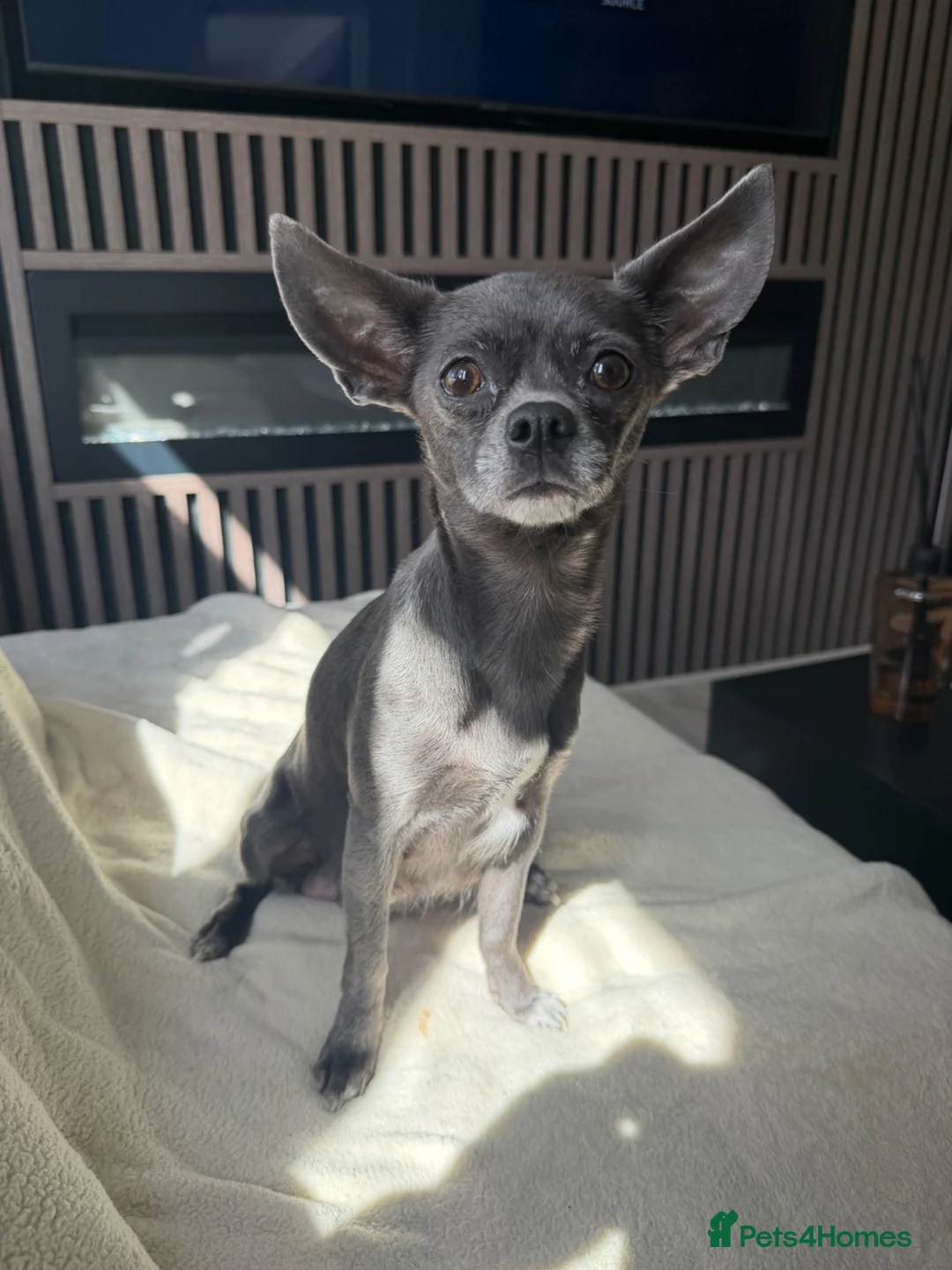 Chihuahua dogs for sale: 7 Adorable Chihuahua puppies ready 19th July - Advert 2