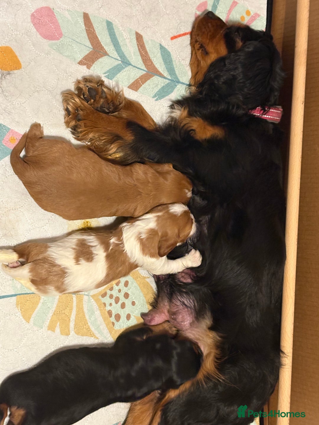 Cavalier King Charles Spaniel dogs for sale: Beautiful King Charles Puppies in Kelso - Image 1