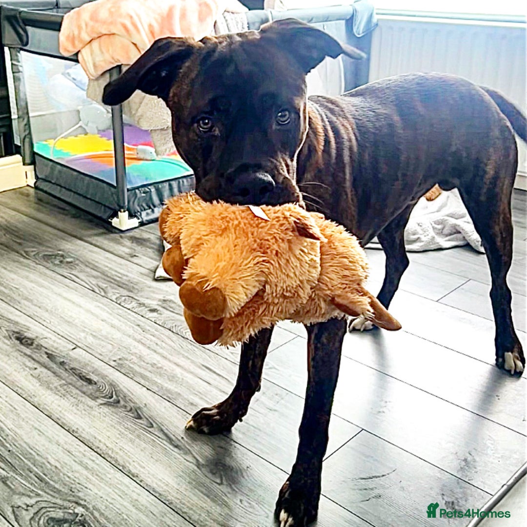 Mixed Breed dogs for sale: Male cane corso cross bullmastiff - Image 1