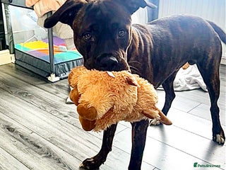 Mixed Breed dogs - Advert 1