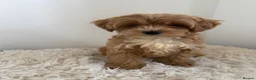 Maltipoo dogs for sale: Beautiful puppies for sale - Advert 5