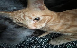 Domestic Shorthair cats for sale: Two ginger boys for sale / half maine coon - Image 7