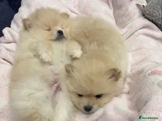 Pomeranian dogs Reduce Pomeranian males - Advert 15