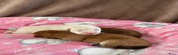 Japanese Shiba Inu dogs for sale: KC registered Japanese Shiba Inu puppies - Advert 9
