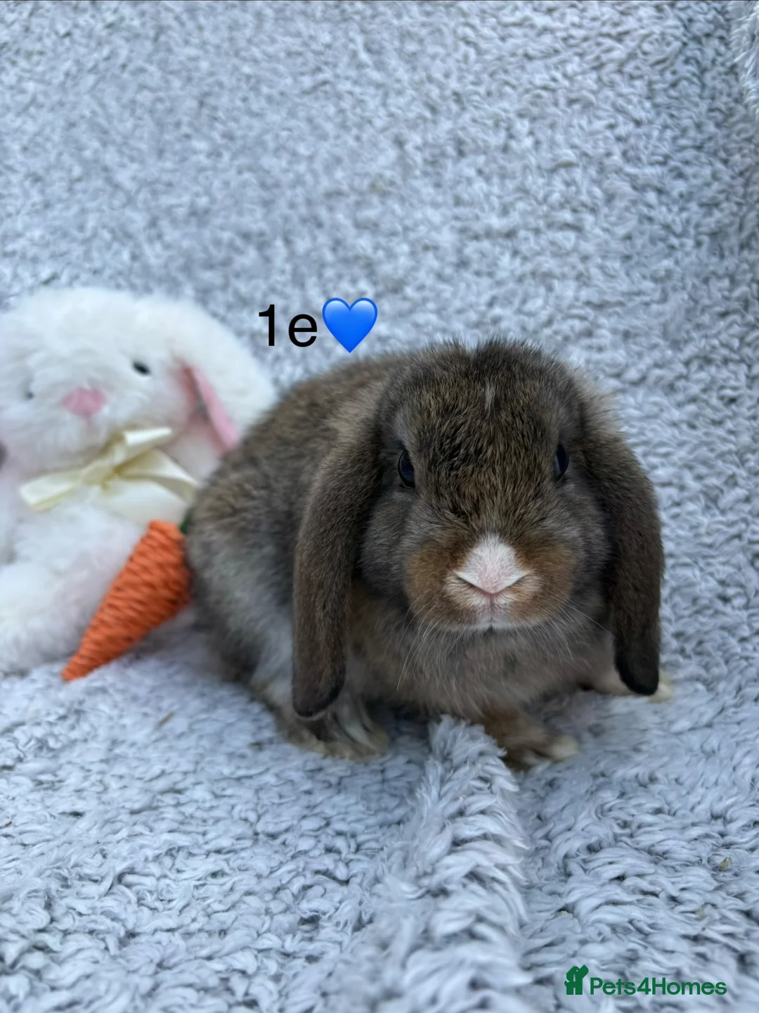 Mini Lop rabbits for sale: 5 bunnies available this weekend! - Advert 5