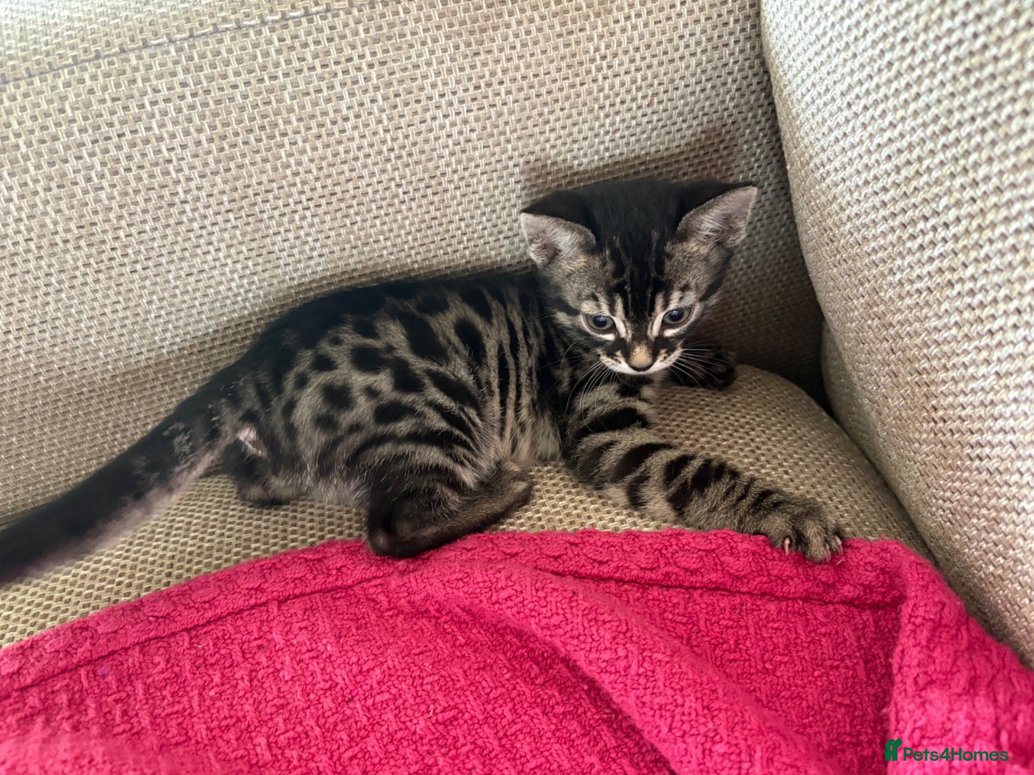 Mixed Breed cats Half bengal kittens REDUCED £250 - Advert 1
