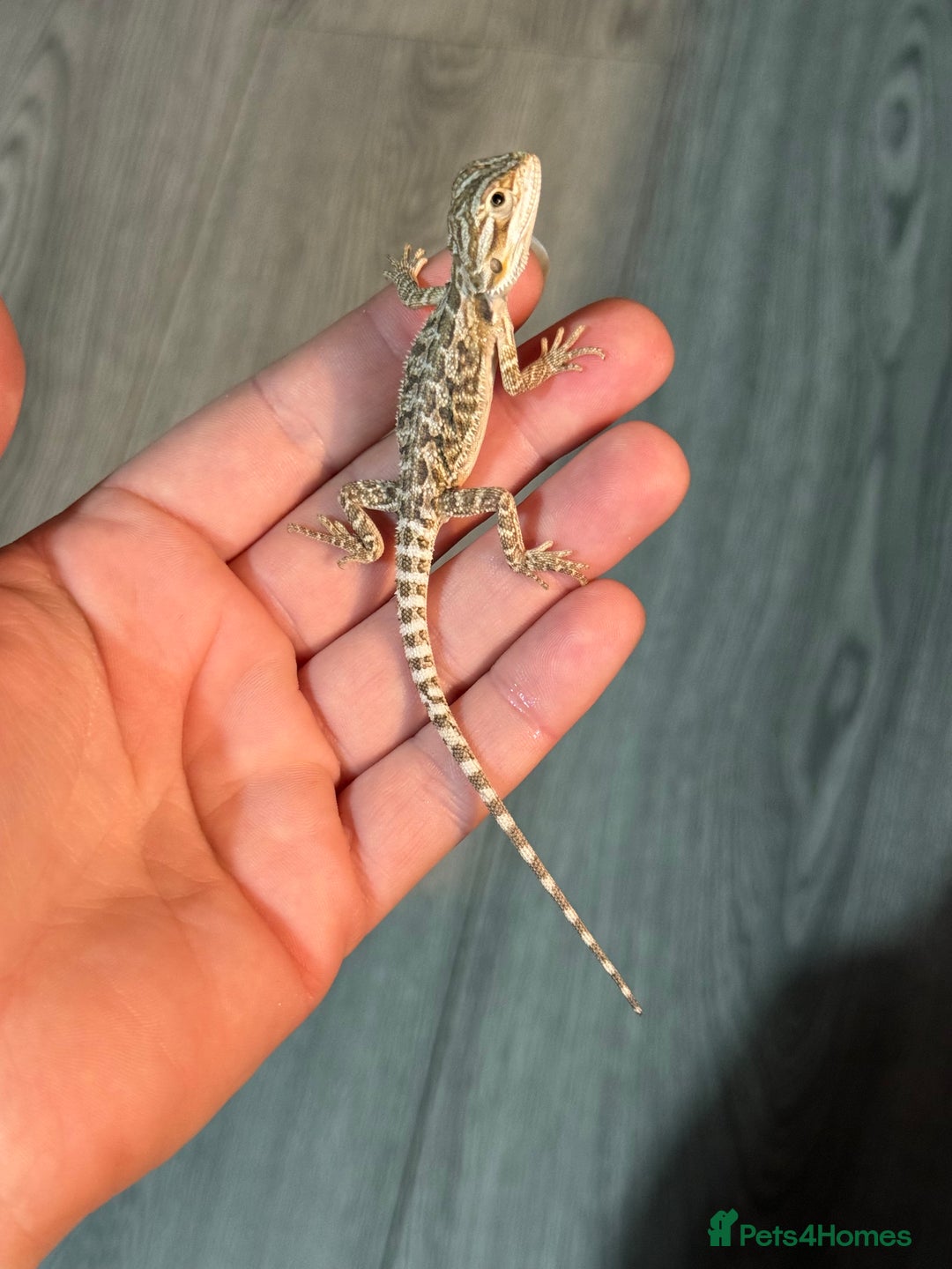 Bearded Dragon reptiles for sale: Bearded Dragon babies - Advert 9
