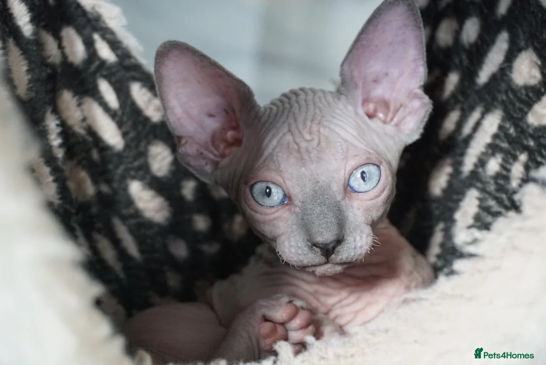 Sphynx cats for stud: Black tabby Sphynx Elf for STUD in Oldham - Advert 23