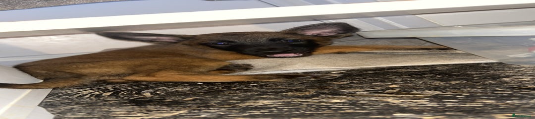 Belgian Shepherd Dog Puppy 4