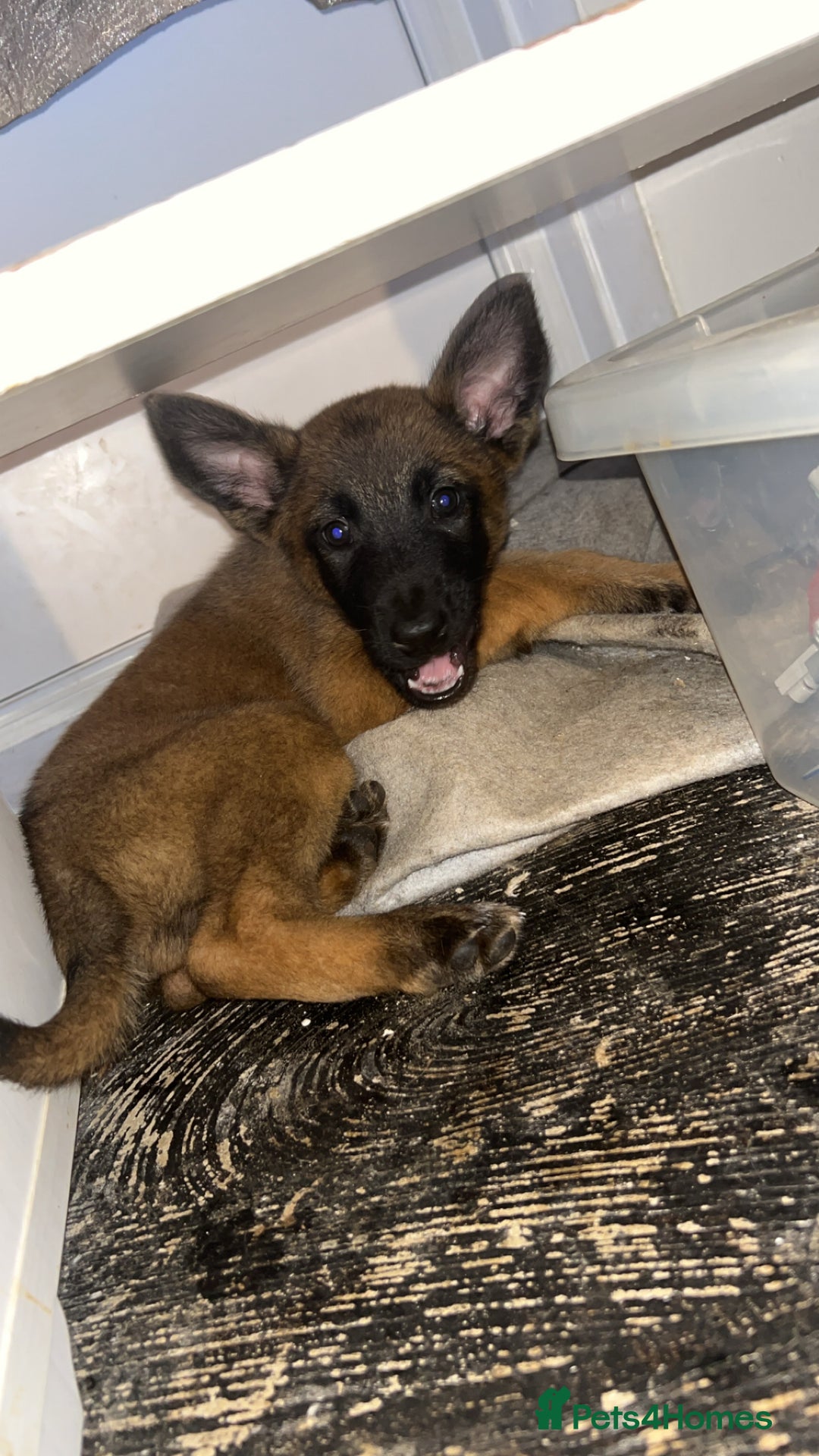 Belgian Shepherd Dog dogs for sale: Mali-Dutchies in Bishop Auckland - Image 11
