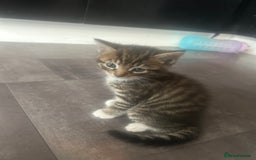 Mixed Breed cats for sale: Mixed ragdoll kittens  - Image 2