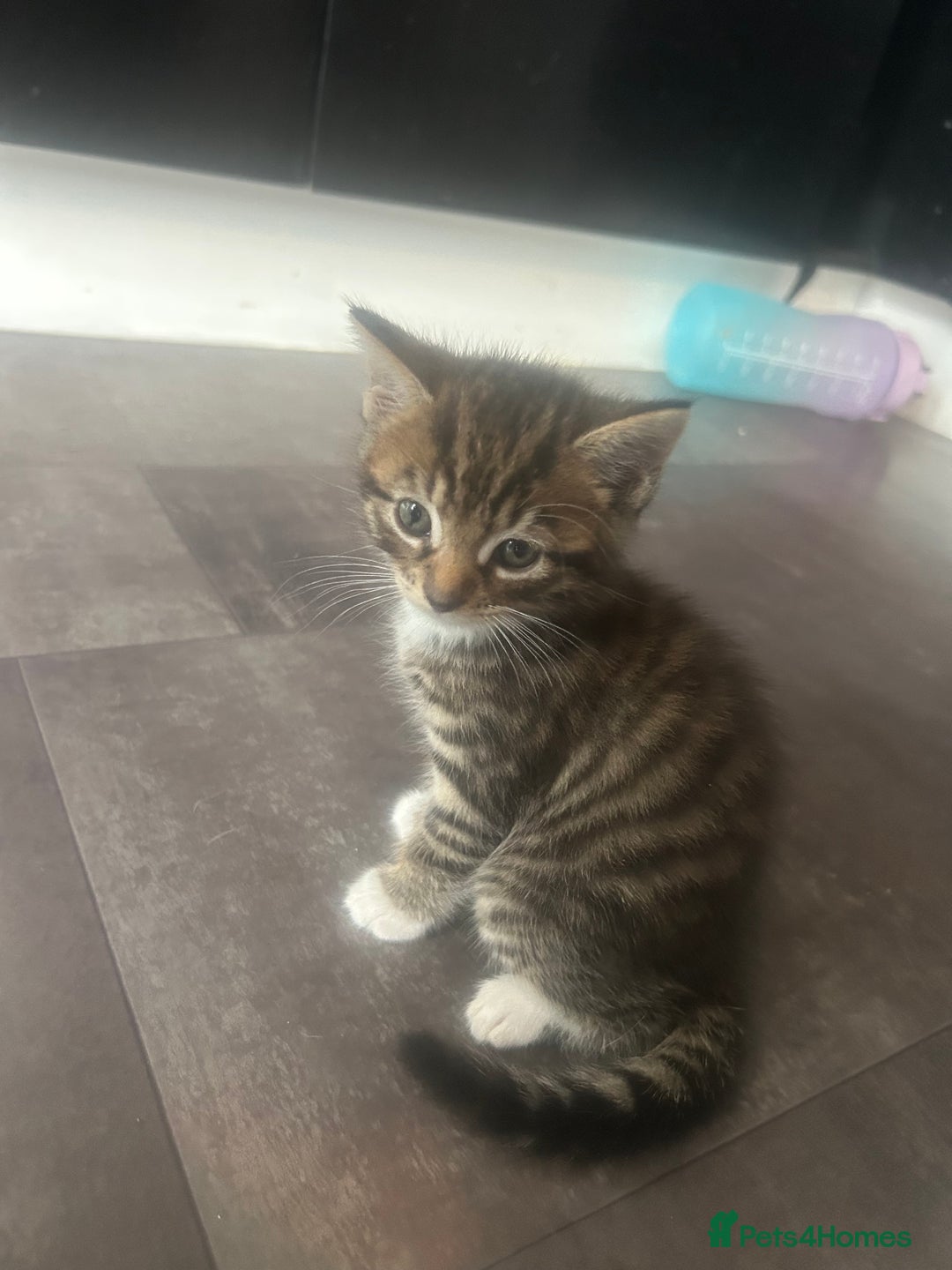 Mixed Breed cats for sale: Mixed ragdoll kittens  - Image 2