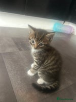 Mixed Breed cats - Advert 8