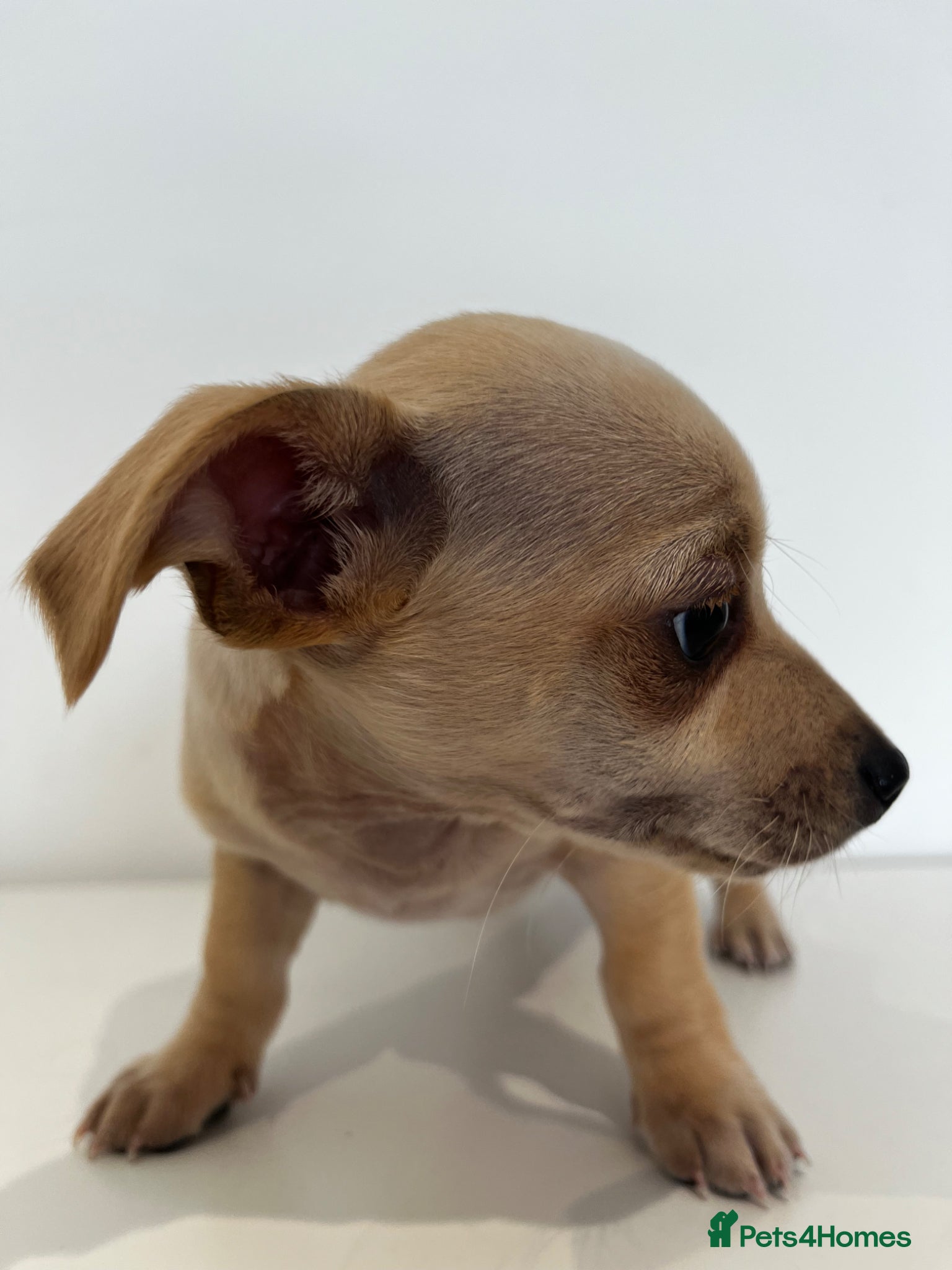 Mixed Breed dogs Lucky – Dachshund x Patterdale Puppy Ready Now - Advert 1