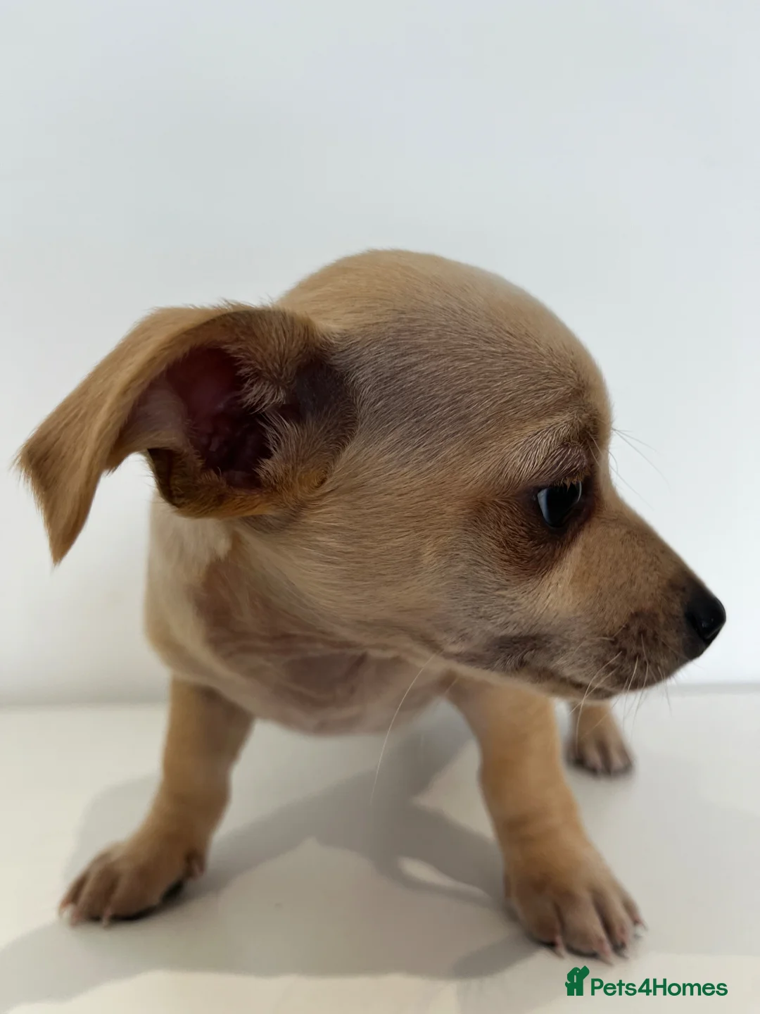 Mixed Breed dogs for sale: Lucky – Dachshund x Patterdale Puppy Ready Now in Worcester - Advert 1