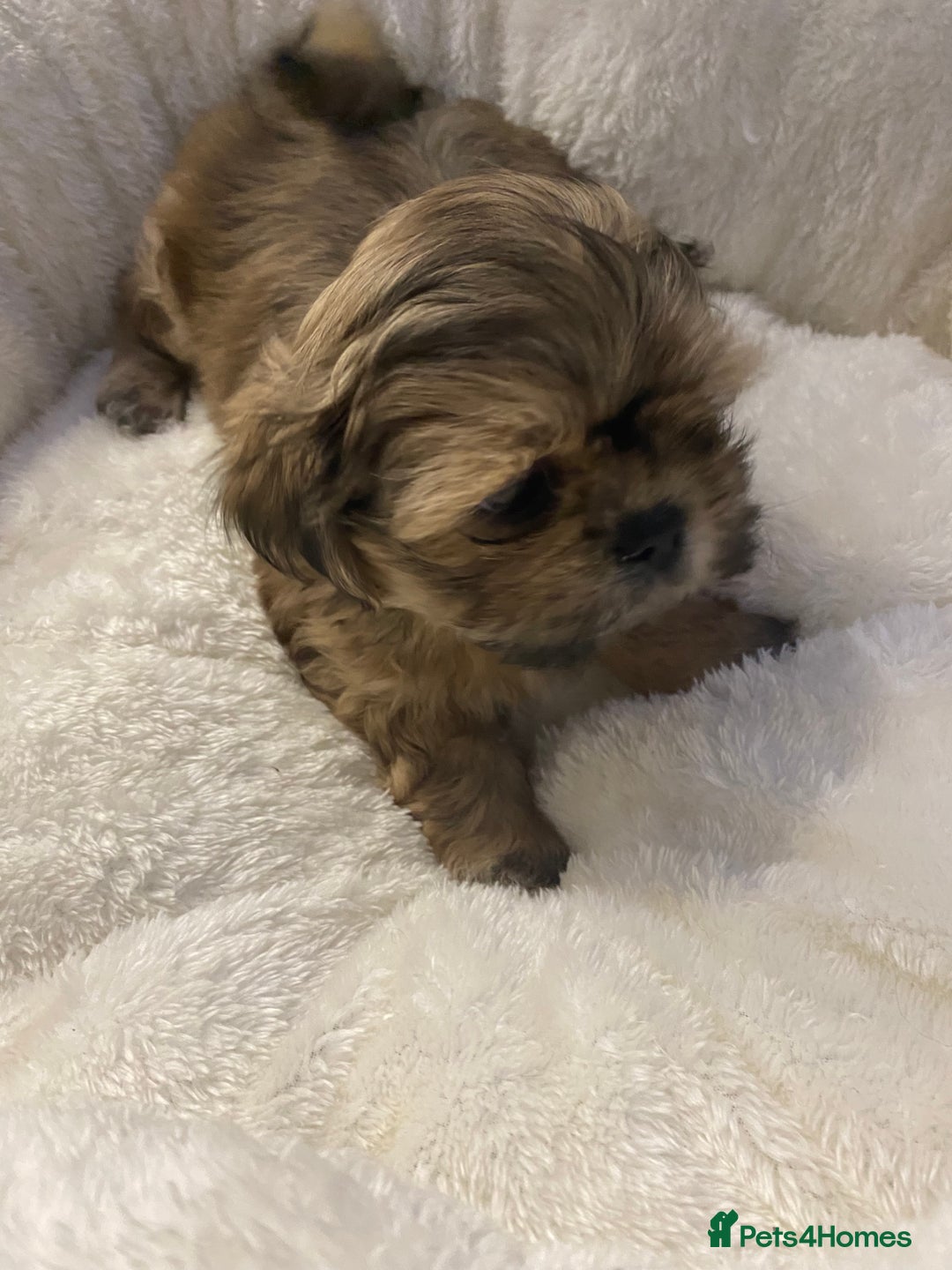 Shih Tzu dogs for sale: Imperial Shih Tzu three girls available - Advert 7