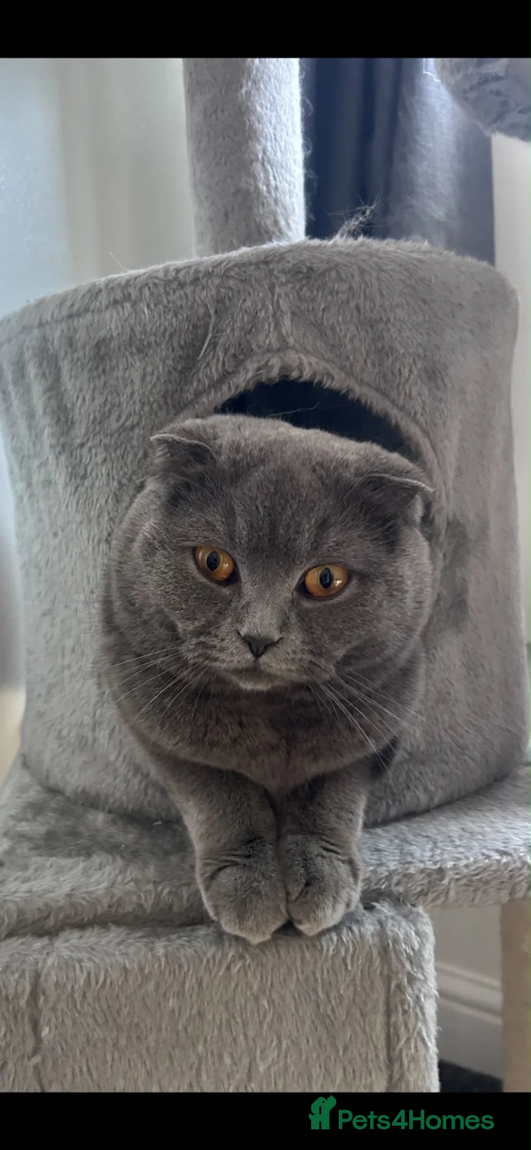 Scottish Fold cats for sale: Scottish fold kittens  - Advert 8