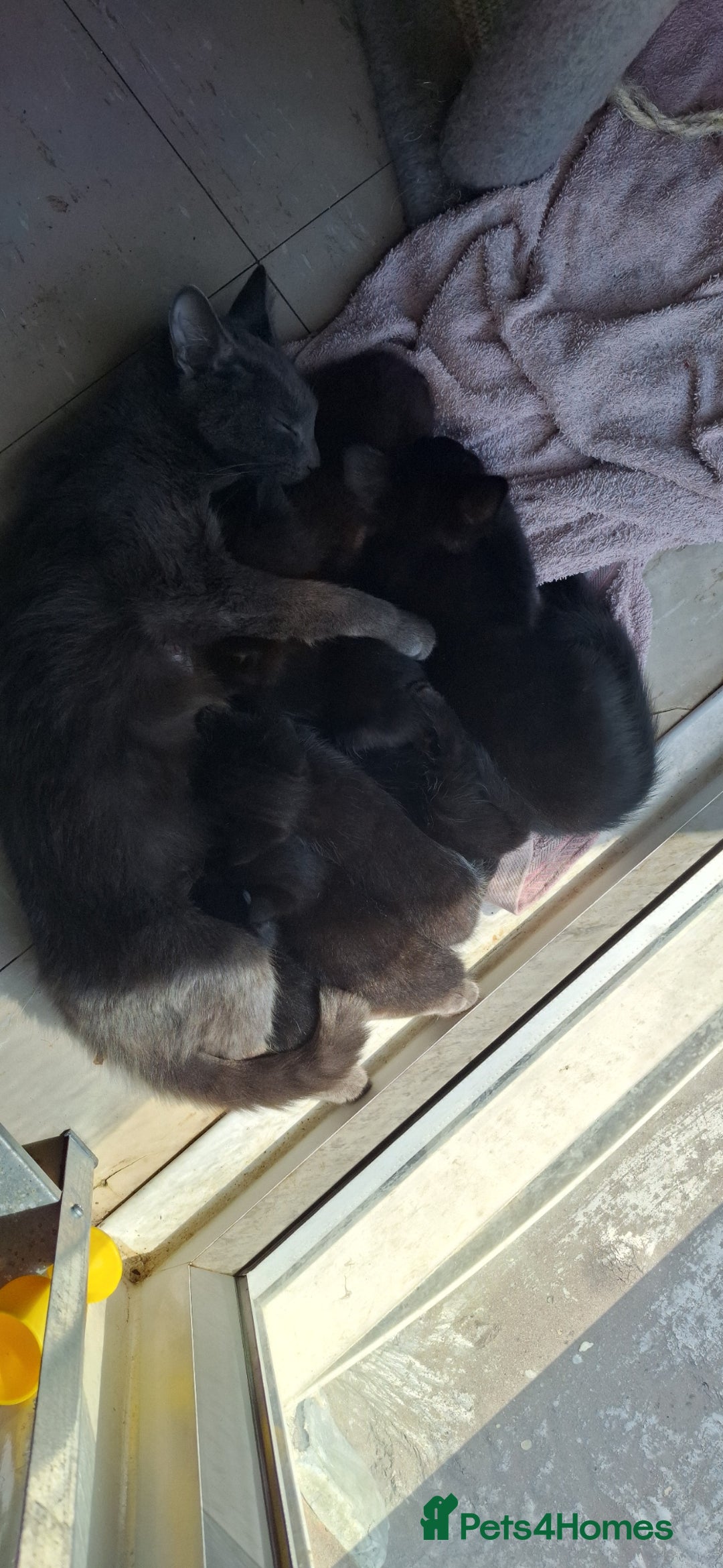 Mixed Breed cats for sale: 🐾 5 Gorgeous Kittens Ready for New Homes 🐾 - Image 4