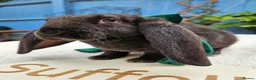 Rex rabbits for sale: Luxury Velveteen Lops  - Advert 14