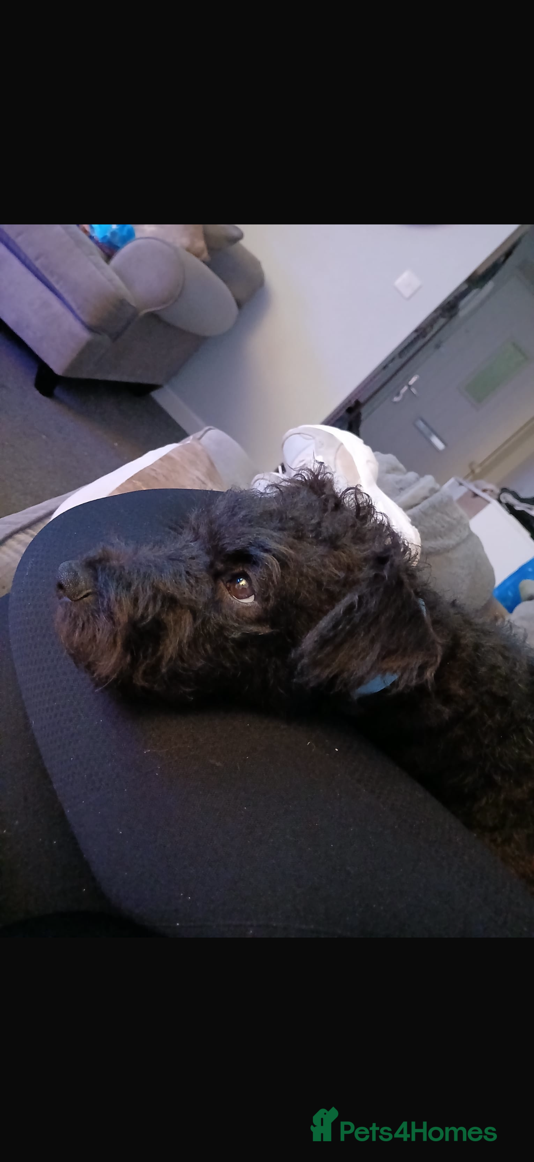 Patterdale Terrier dogs for sale: Patterdale for sale  - Image 3