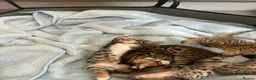 Bengal cats for sale: Bengal kittens for sale  - Advert 9