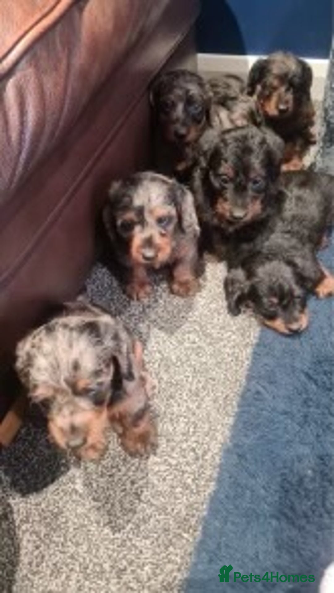 Dachshund dogs for sale: DAPPLE LONG HAIR DACHSHUNDS  - Image 8