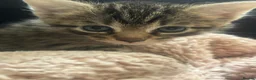 Domestic Shorthair cats for sale: Tabby cat kittens  - Advert 16