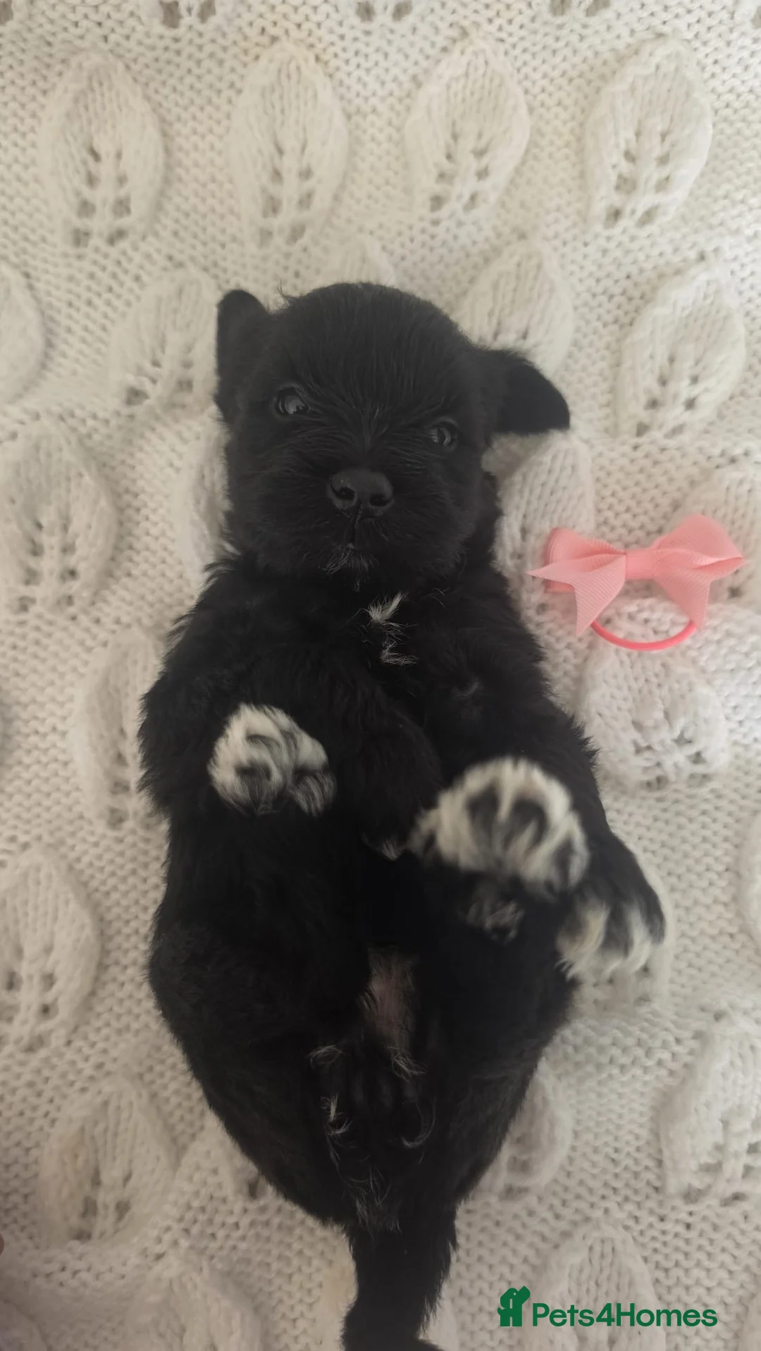 Miniature Schnauzer dogs for sale: 🐾❤️ Stunning Miniature Schnauzer Puppies 🐾❤️ - Advert 16