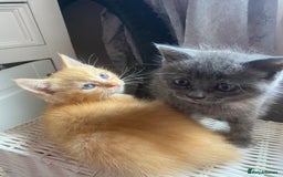 Ragdoll cats for sale: stunning ragdoll kittens - Image 22