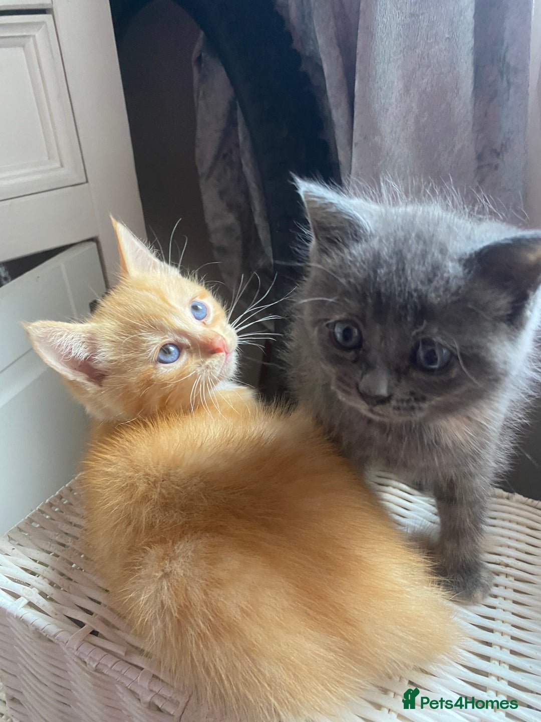 Ragdoll cats for sale: stunning ragdoll kittens - Image 22