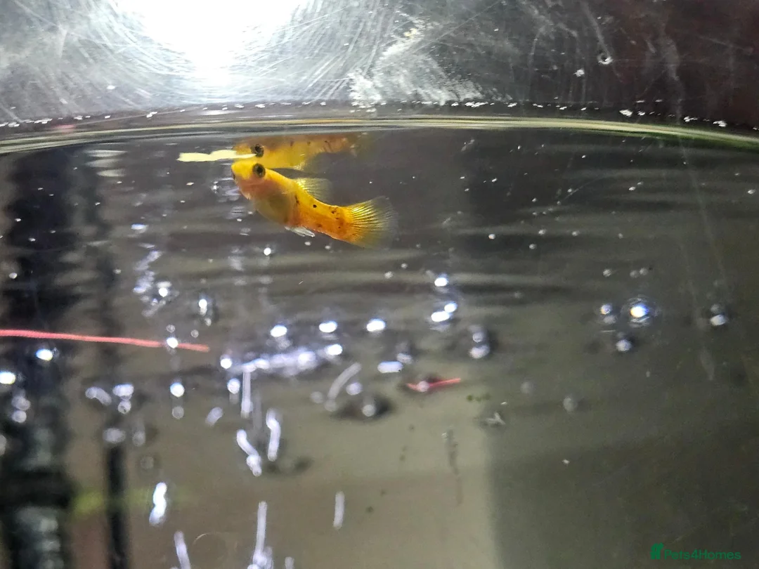 Barbs fish for sale: Maybe a gold Barb in need of a new home  in Tewkesbury - Advert 1