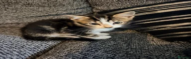 Domestic Shorthair 1