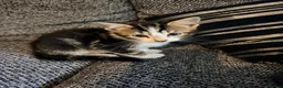 Domestic Shorthair cats for sale: Two lovely kittens looking for their forever homes - Advert 8