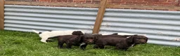 Sprocker dogs for sale: Sprocker Spaniel Puppies - Advert 4