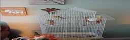 Parakeets birds for sale: Beautiful little girl parakeet  - Advert 7