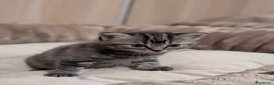 Ragdoll 1