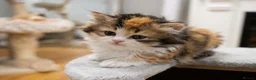 British Shorthair cats for sale: Beautiful British Shorthair & Longhair Kittens - Advert 7