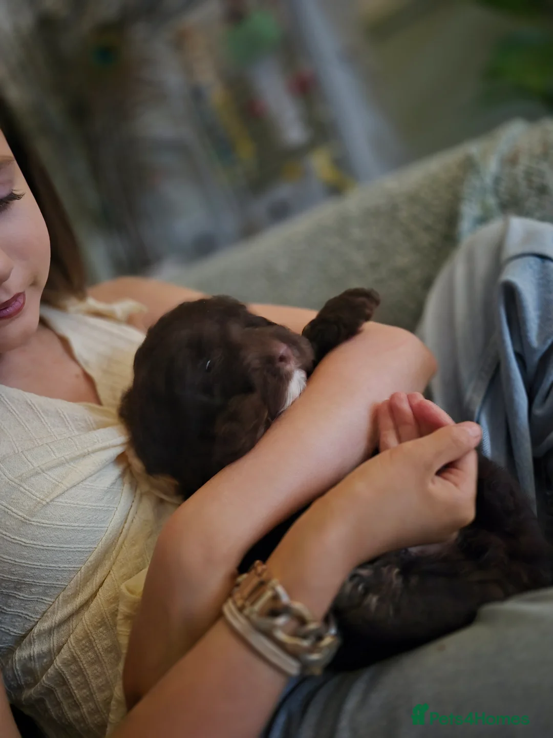 Cockapoo dogs for sale: F2 generation cockerpoo puppys  - Advert 16