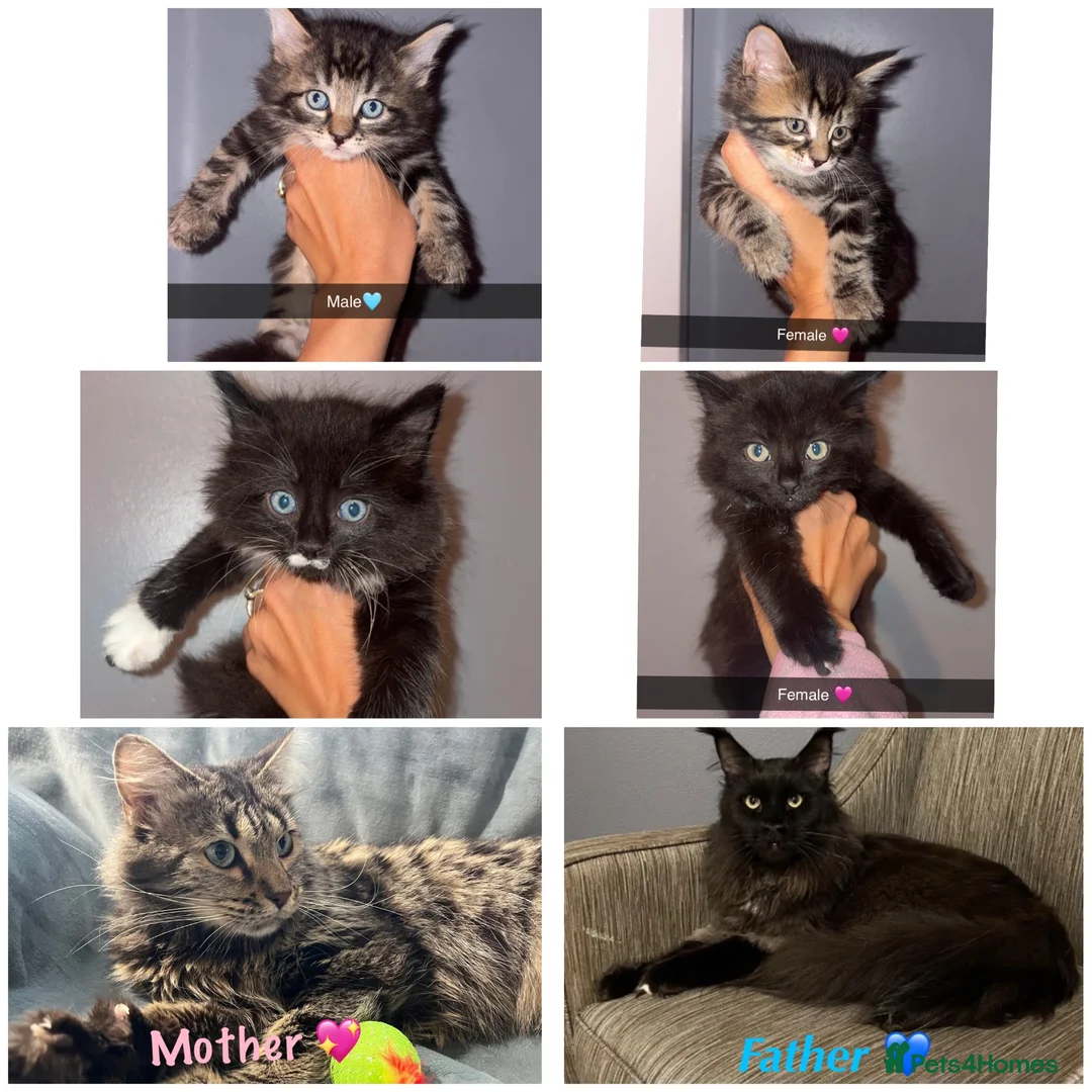 Maine Coon cats for sale: Maine coon kittens  in Darlington - Advert 2