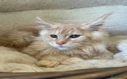 Maine Coon cats for sale: Stunning Mainecoon kittens  - Image 15