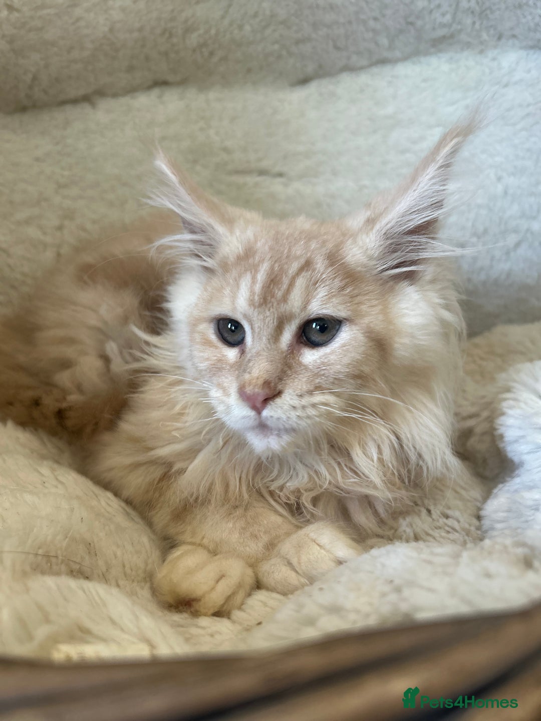 Maine Coon cats for sale: Stunning Mainecoon kittens  - Image 15