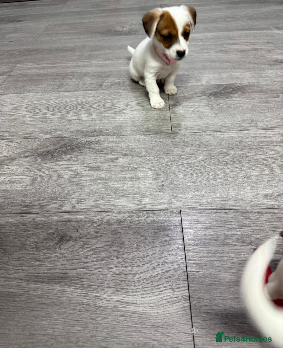 Jack Russell dogs for sale: 8 Week Old Jack Russel Puppies  - Advert 35