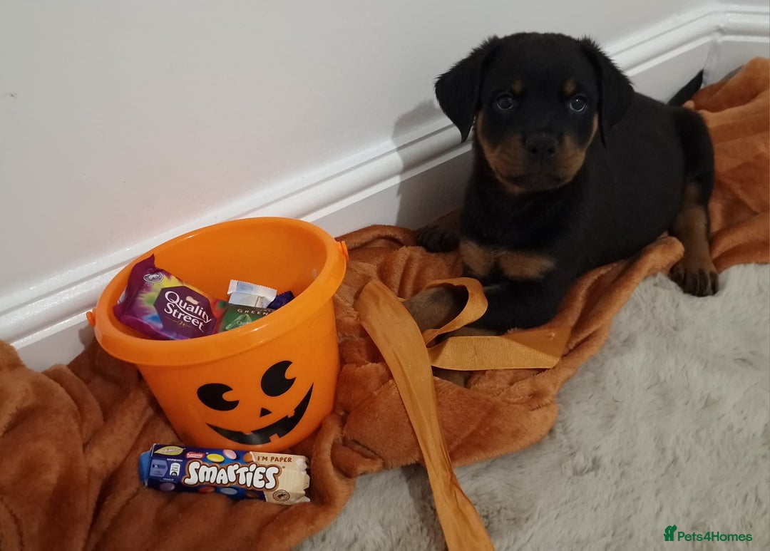 Rottweiler dogs for sale: KC Rottweiler Puppies - Image 11