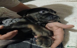 Cane Corso dogs for sale: 1 boy 2 girls remaining  - Image 12